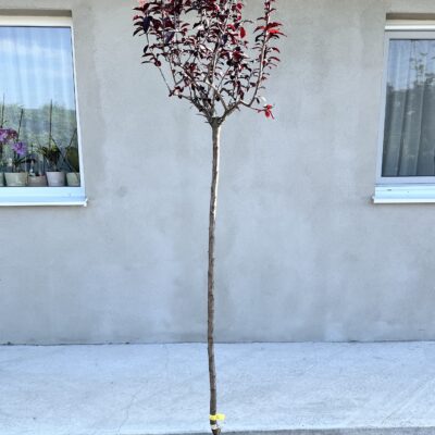 Prunus Cerasifera Nigra
