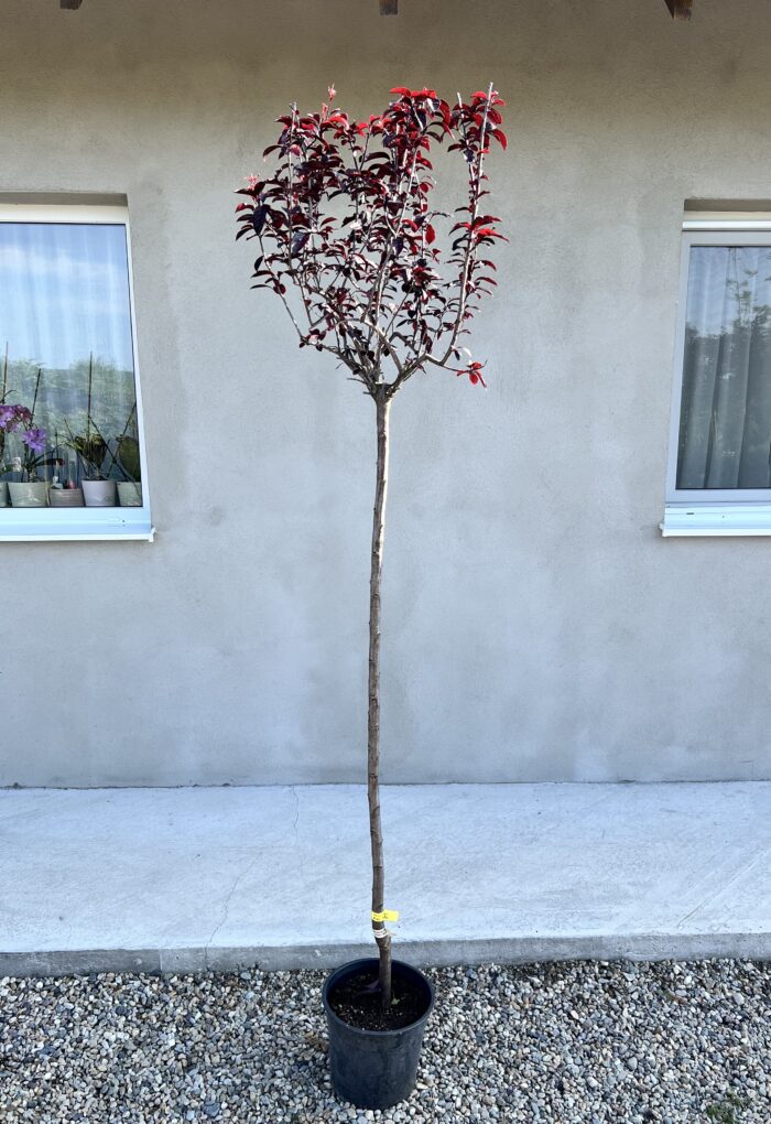 Prunus Cerasifera Nigra