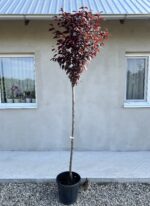 Prunus Cerasifera Nigra