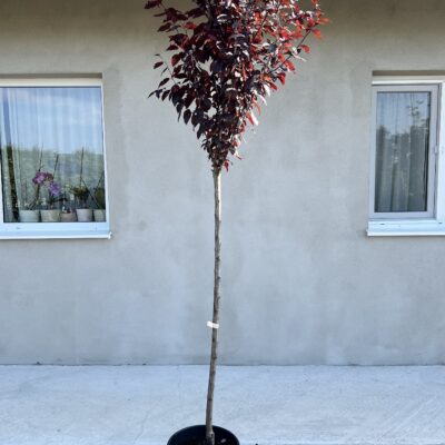 Prunus Cerasifera Nigra