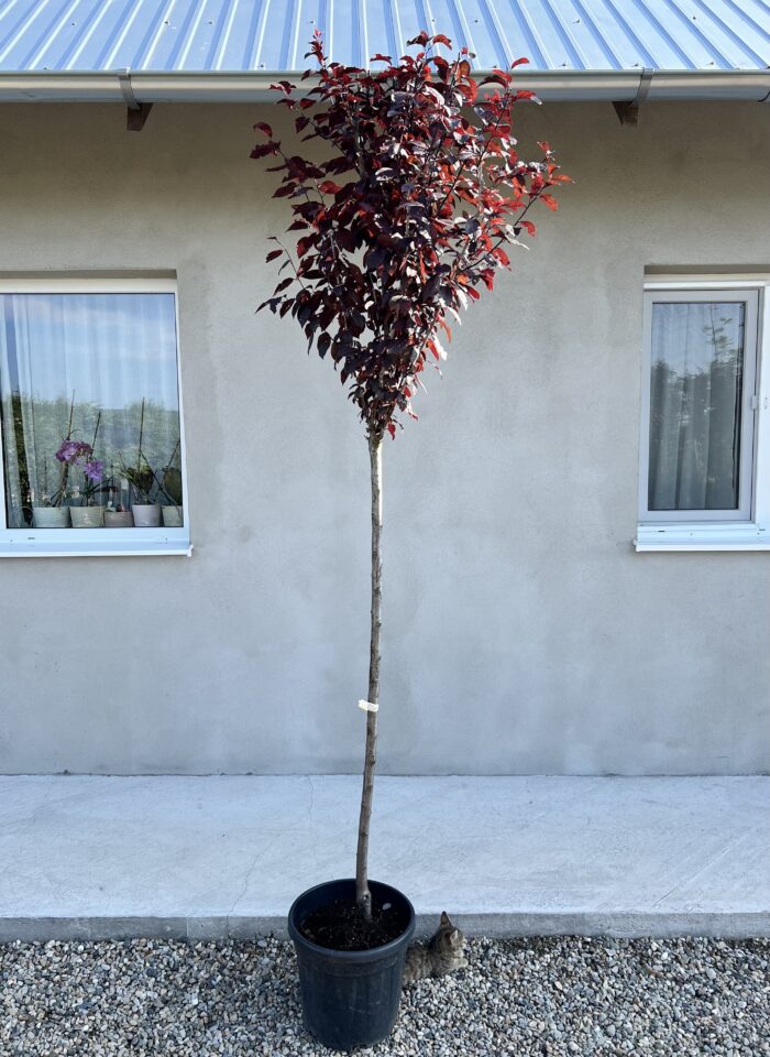 Prunus Cerasifera Nigra