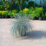 Festuca glauca (iarbă albastră) la ghiveci - imagine 2