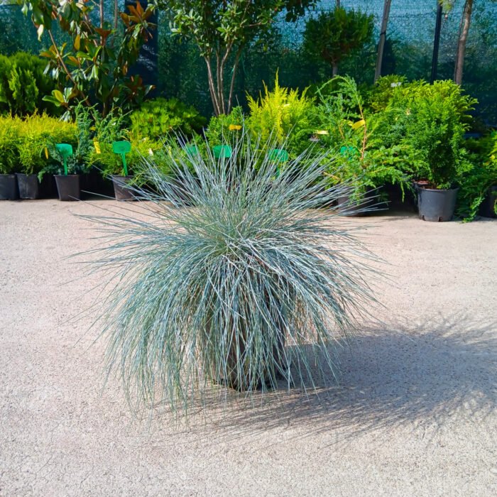 Festuca glauca (iarbă albastră) la ghiveci - imagine 2