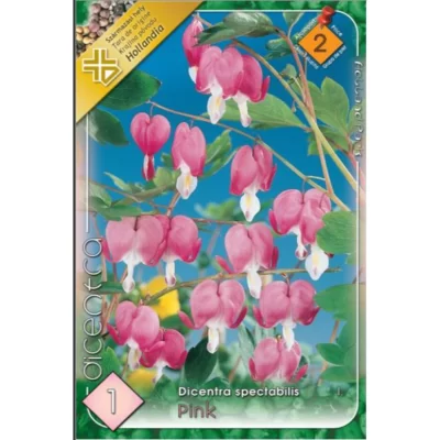 Transformați grădina dvs. într-un colț de paradis cu Dicentra Pink. Flori delicate și elegante, cu o înălțime de 40-60 cm. Cumpărați acum! 🌸