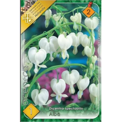 Flori albe cu Dicentra Alba! Crează un colț de vis în grădina ta în martie-aprilie sau mai-iunie. Plantarea este ușoară și rezultatul extraordinar! 🌸