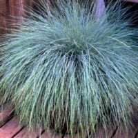 👉️ Transformați-vă grădina într-un adevărat colț de rai cu ajutorul Festuca glauca. Tufe stufoase, pline de culoare și ușor de îngrijit!Comandă acum! 🛒