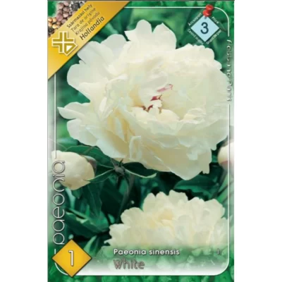 Dăruiește-ți o grădină de vis cu Paeonia sinensis white! Înfloritã în perioada martie-aprilie, aceasta este floarea care completează orice peisaj. 🌼🛒