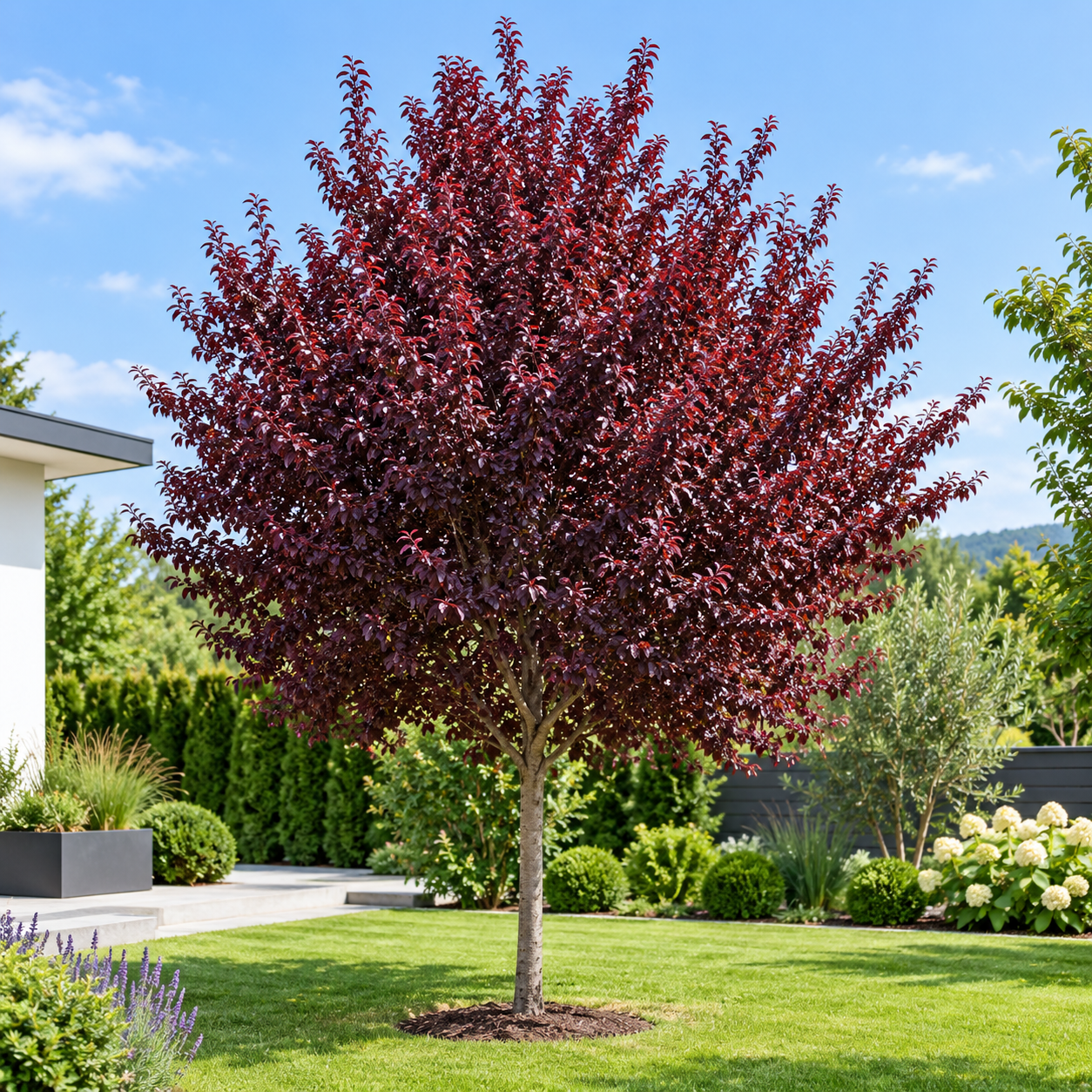 prunus-cerasifera-nigra Prunus cerasifera Nigra (Corcoduș Roșu) la ghiveci - imagine 1