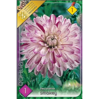 Dahlia decorative Smokey ideală pentru borduri, grădini de flori, aranjamente florale și ghivece. Nu rata și comandă acum! 🌼