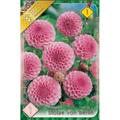 Creează un colț de paradis în grădina ta cu Dahlia pompon "Stolze von Berlin". Alege o floare impresionantă și ușor de întreținut pentru vara aceasta! 🌸