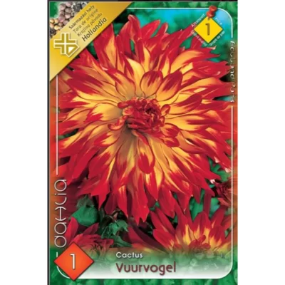 Dahlia cactus Vuurvogel ideală pentru borduri, grădini de flori, aranjamente florale și ghivece.Nu rata și comandă acum! 🌼