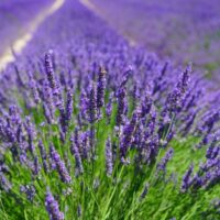 Descoperă beneficiile plantei perene Lavanda. Folosită în medicină pentru relaxare și tratarea stresului. Adaugă-o la colecția ta de plante! 🌿