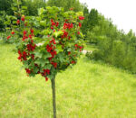 Transformă-ți spațiul exterior într-un paradis al fructelor cu Coacăz Roșu cu port înalt. O alegere excelentă pentru cei pasionați de grădinărit! 🌿🔴