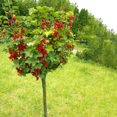 Transformă-ți spațiul exterior într-un paradis al fructelor cu Coacăz Roșu cu port înalt. O alegere excelentă pentru cei pasionați de grădinărit! 🌿🔴