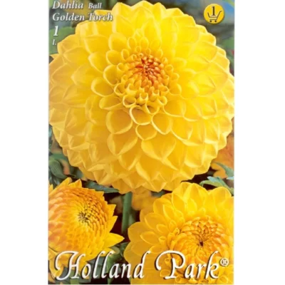 Dahlia ball Golden Torch ideală pentru borduri, grădini de flori, aranjamente florale și ghivece.Nu rata si comandă acum! 🌼