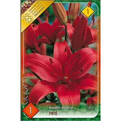 Înfloriți grădina cu Lilium Asiatic red! Culorile bogate și aspectul lor captivant vă vor încânta în timpul verii. Comandă acum! 🌸