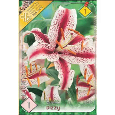 Descoperă Lilium Oriental Dizzy, o floare elegantă și parfumată, cu înălțimea de 60cm. Adaugă-o în grădina ta pentru a crea un decor spectaculos! 🌸
