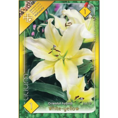 Lilium Oriental White-Yellow - alegerea perfectă pentru grădinile pline de eleganță și rafinament. Comandă acum și bucură-te de frumusețea lor! 🌼