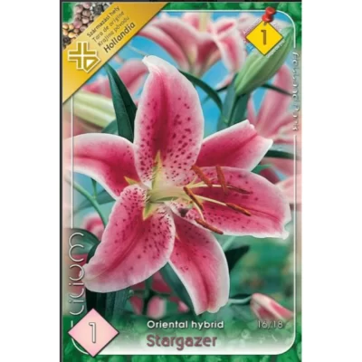 Descoperă Lilium Star Gazer, floarea cu o înălțime de 60 cm și o frumusețe copleșitoare! Plantează-o și bucură-te de spectacolul ei! 🌸