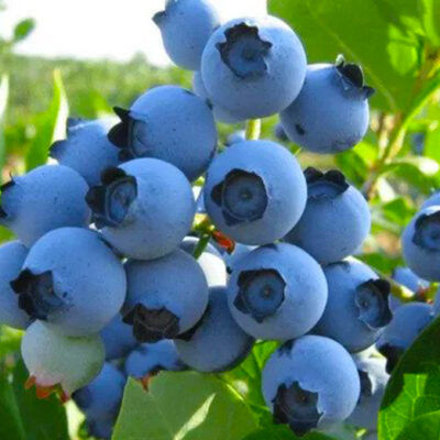 Afin Spartan: Se maturizează în general în timpul verii, fiind pregătite pentru recoltare în lunile iulie și august. Comandă acum! 🌿🛒