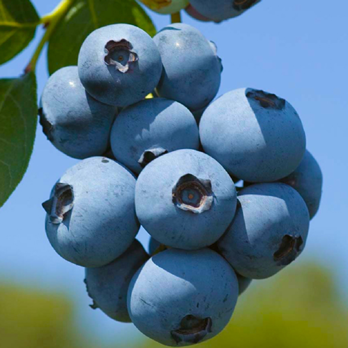 Afin 'Brigitta' preferă solurile drenate și expunerea la soare parțială. Afin 'Brigitta' este un arbust viguros, cu o creștere densă. Poate atinge dimensiuni medii spre mari și are o coroană compactă. 🛒