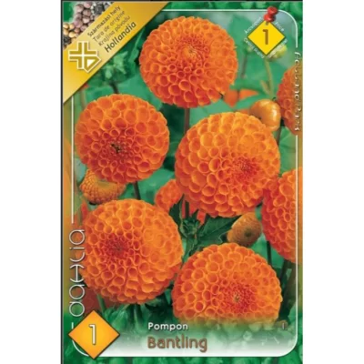 👉️Dahlia pompon Bantling ideală pentru borduri, grădini de flori, aranjamente florale și ghivece.Nu rata și comandă acum! 🌸