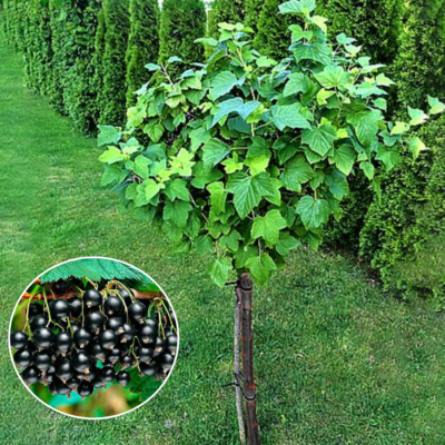 Coacăz Negru cu port înalt; Alegerea perfectă pentru grădina ta. Bucură-te de fructe bogate în vitamine și antioxidanți. Comandă acum! 🌿🛒