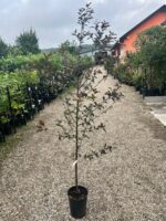 Malus 'Royal Raindrops' la ghiveci - imagine 2