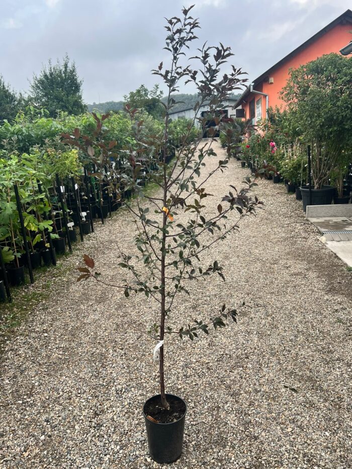 Malus 'Royal Raindrops' la ghiveci - imagine 2