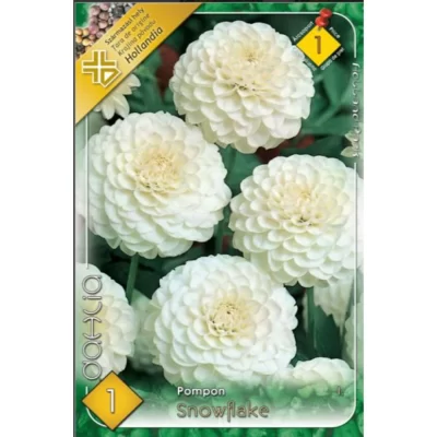 Dahlia pompon Snowflake - o floare impresionantă, cu o înălțime de 60 cm. Bucurați-vă de o explozie de culori de la primăvară până în toamnă.