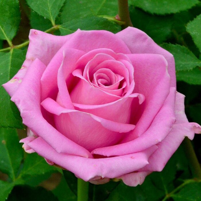 Trandafir Aqua - este o varietate rafinată, cunoscută pentru frumusețea delicată a florilor sale în nuanțe de albastru sau lila pal.🌸 Comandă acum!🛒