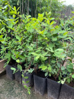 Afin Siberian la ghiveci 2L - imagine 2