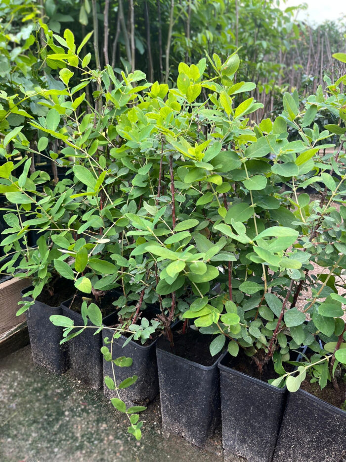 Afin Siberian la ghiveci 2L - imagine 2