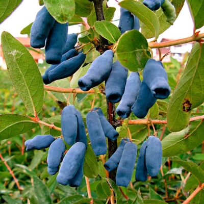 Arbust fructifer Afin Siberian - un dar al naturii plin de antioxidanți și substanțe nutritive. Descoperă o sursă de sănătate în propria ta grădină!⭐️