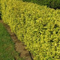 👉️ Ligustrum Aureum: Arbust rezistent cu creștere verticală și frunze în două culori, perfect pentru gardurile vii. Comandă acum! 🌿🛒
