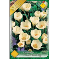 Crocus 'Cream Beauty' este o varietate delicată și rafinată de crocus, apreciată pentru florile sale de un galben pal.Comandă acum! 🌼