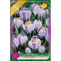 Crocus vernus Pickwick este perfect pentru cei care doresc să aducă o notă de culoare vibrantă în grădina lor .Comandă acum! 🌼