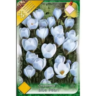 Crocus Blue Pearl este remarcabilă pentru culoarea sa delicată, cu nuanțe de albastru pal și argintiu. Comandă acum! 🌼🛒