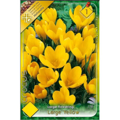 Crocus vernus Large Yellow este perfect pentru cei care doresc să aducă o notă de culoare vibrantă în grădina lor.Comandă acum! 🌻