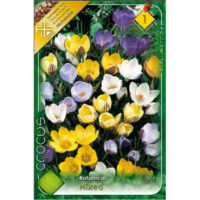 Crocus Botanical mixed acest amestec combină mai multe varietăți de crocusuri în culori vii, oferind un spectacol de nuanțe în grădină.Comandă acum! 🌼