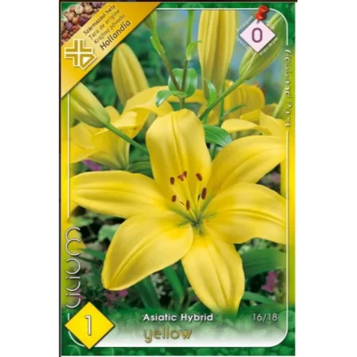 Flori de toamnă-primăvară! Achiziționați lilium asiatic yellow, cu înălțimea de 60 cm. Perfecte pentru a lumina orice grădină. 🌼