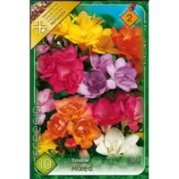 Adaugă o notă de eleganță grădinii tale cu Freesia double mixed. De la 40 la 60cm înălțime, această floare va încânta toate privirile. Comandă acum! 🌸