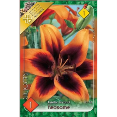 Comandați acum Lilium Asiatic Twosome și transformați-vă grădina într-un veritabil paradis floral. Bucurați-vă de culori vibrante și parfum îmbietor! 🌸