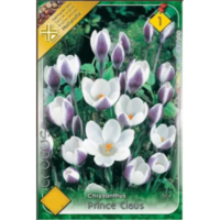 Crocus Prince Claus-ideal pentru borduri, grădini de rocă, peluze, sau chiar în ghivece. Se combină frumos cu alte crocusuri timpurii. 🌼🛒