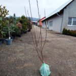 Magnolia Soulangeana Betty - la balot - imagine 2