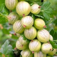 Agris White Triumph: Preferă solurile bine drenate și expunerea la soare parțială. Este important să asigurați un mediu adecvat.Comandă acum! 🌿🛒
