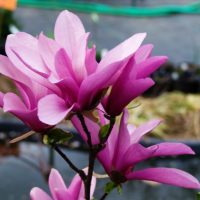 Transformă grădina ta într-un tărâm înfloritor cu Magnolia Soulangeana Betty . O varietate colorată ce îți garantează un spectacol în gradină. 🌸