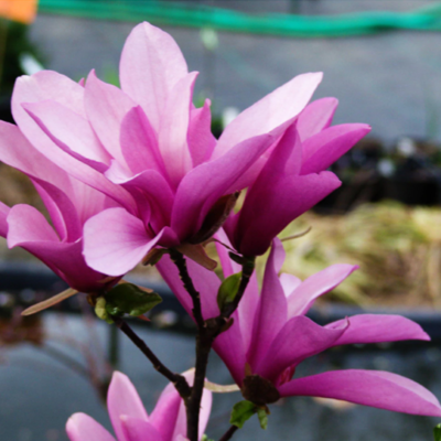 Transformă grădina ta într-un tărâm înfloritor cu Magnolia Soulangeana Betty . O varietate colorată ce îți garantează un spectacol în gradină. 🌸