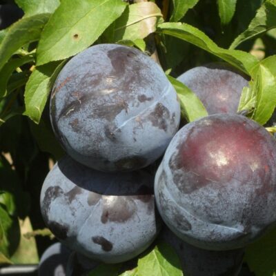 Producție constantă și rezistență la îngheț de până la -30°C. Alege prun Angeleno pentru o recoltă bogată și sănătoasă. Cumpără acum! 🌳🛒