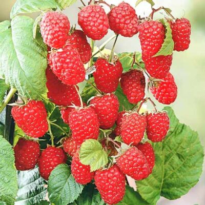 Bucură-te de zmeură delicioasă și rezistentă cu soiul nostru Zmeur Heritage. Rezistă la temperaturi și boli. Comandă acum și vei avea o grădină prosperă! 🛒